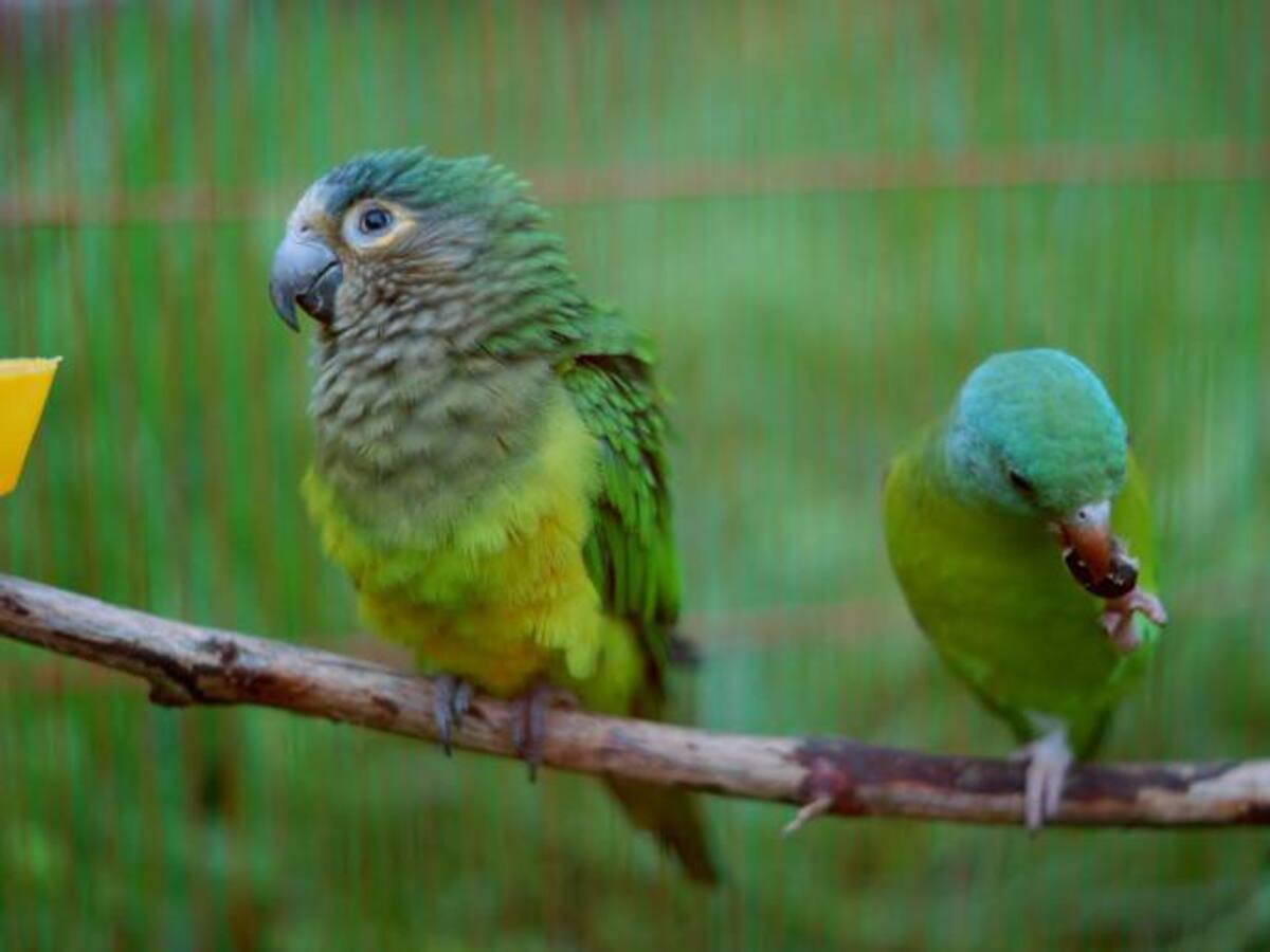 Especies de aves que eran maltratadas en Boyacá, serán reubicadas en Isla de Barú Cartagena