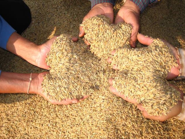 Arroceros del Tolima confían en un reajuste del precio de carga del cereal