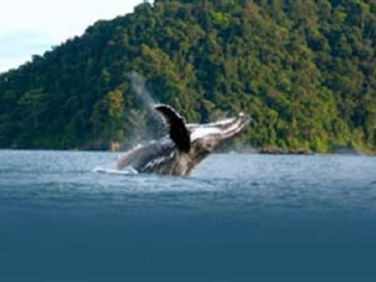 Unas cien ballenas jorobadas han llegado al Pacífico colombiano