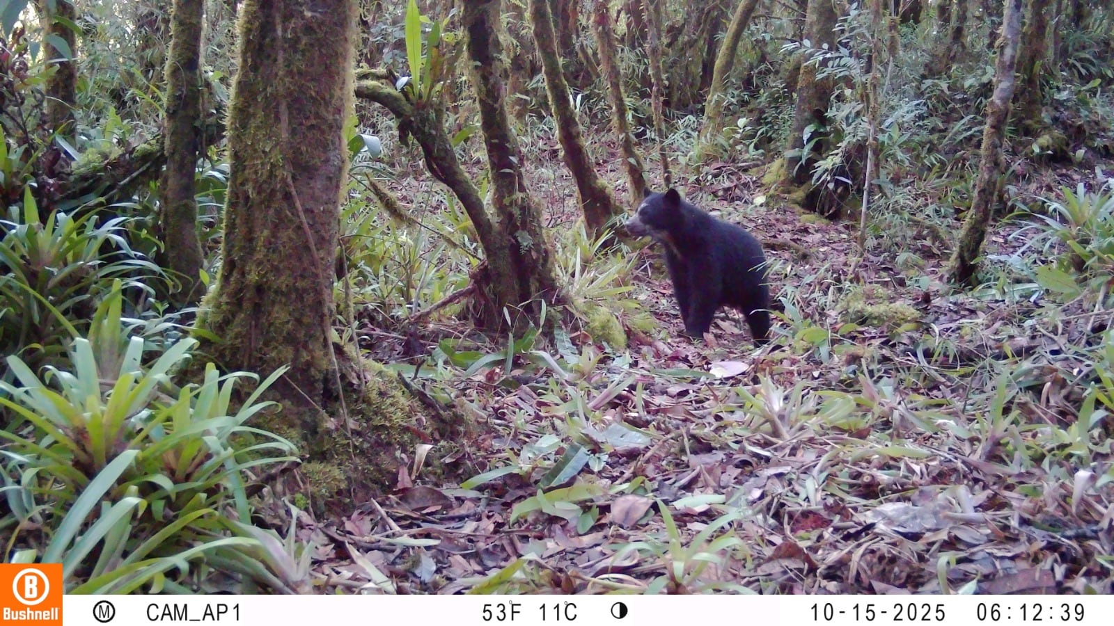 Oso de anteojos juvenil captado por cámaras trampa en zona colindante al Parque Natural Regional Páramo de Las Oseras, en el municipio de Colombia, norte del Huila. Foto: CAM.