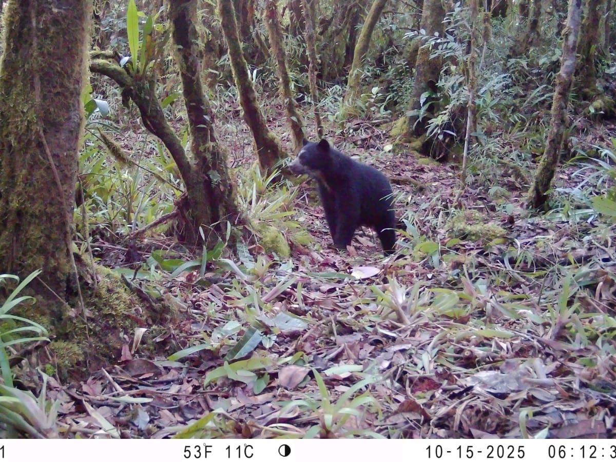 Confirman primer registro en imágenes de oso de anteojos en el municipio de Colombia, Huila