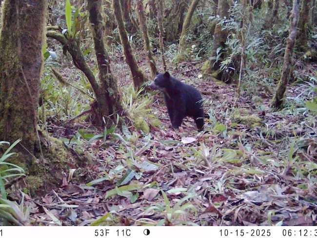 Oso de anteojos juvenil captado por cámaras trampa en zona colindante al Parque Natural Regional Páramo de Las Oseras, en el municipio de Colombia, norte del Huila. Foto: CAM.