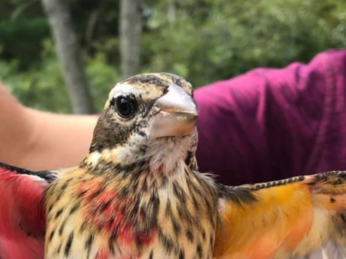 Hallan un extraño pájaro mitad hembra y mitad macho