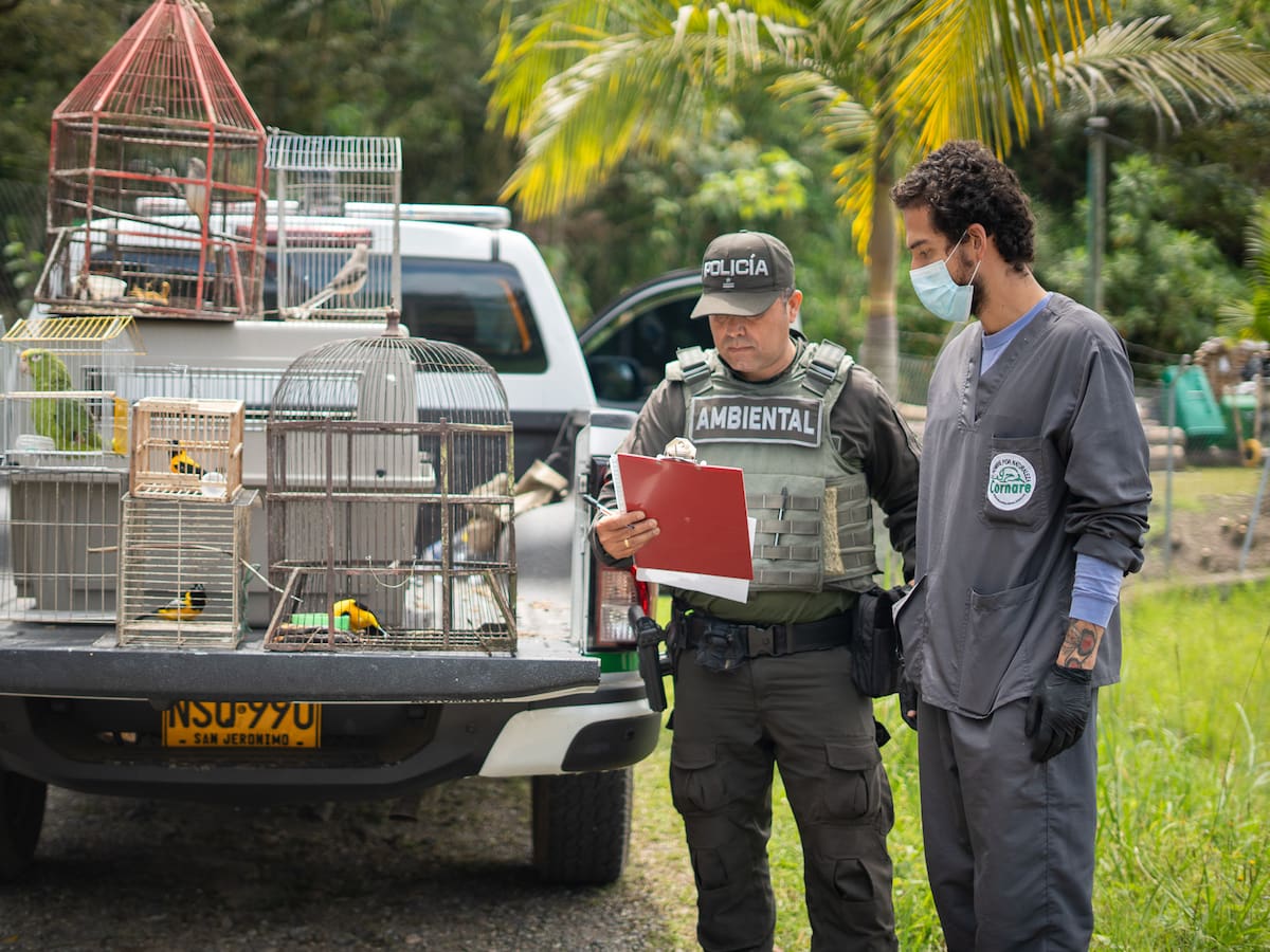 En Guarne rescataron ocho aves silvestres que estaban en cautiverio y en precario estado de salud