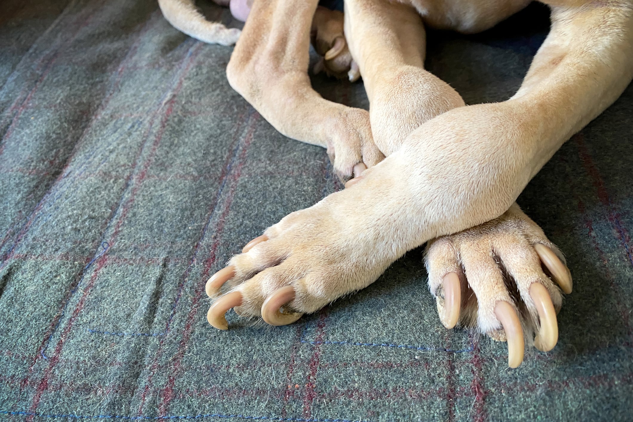 Perro con uñas largas, imagen de referencia // Getty Images