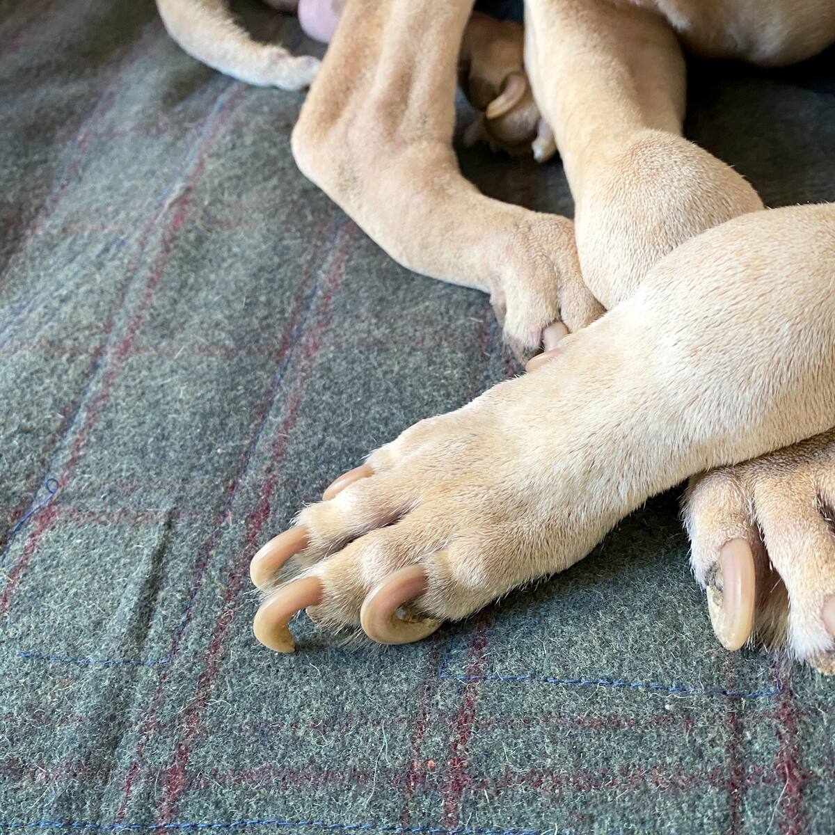 ¿Qué pasa si no se cortan las uñas de los perros? Así afectaría a su salud