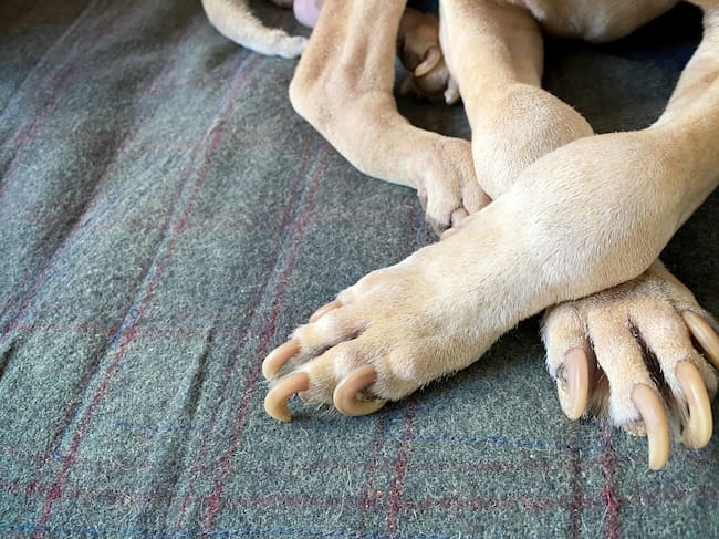 Perro con uñas largas, imagen de referencia // Getty Images