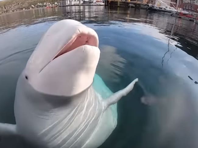 Esta ballena posó frente a la cámara después de robarla a un turista