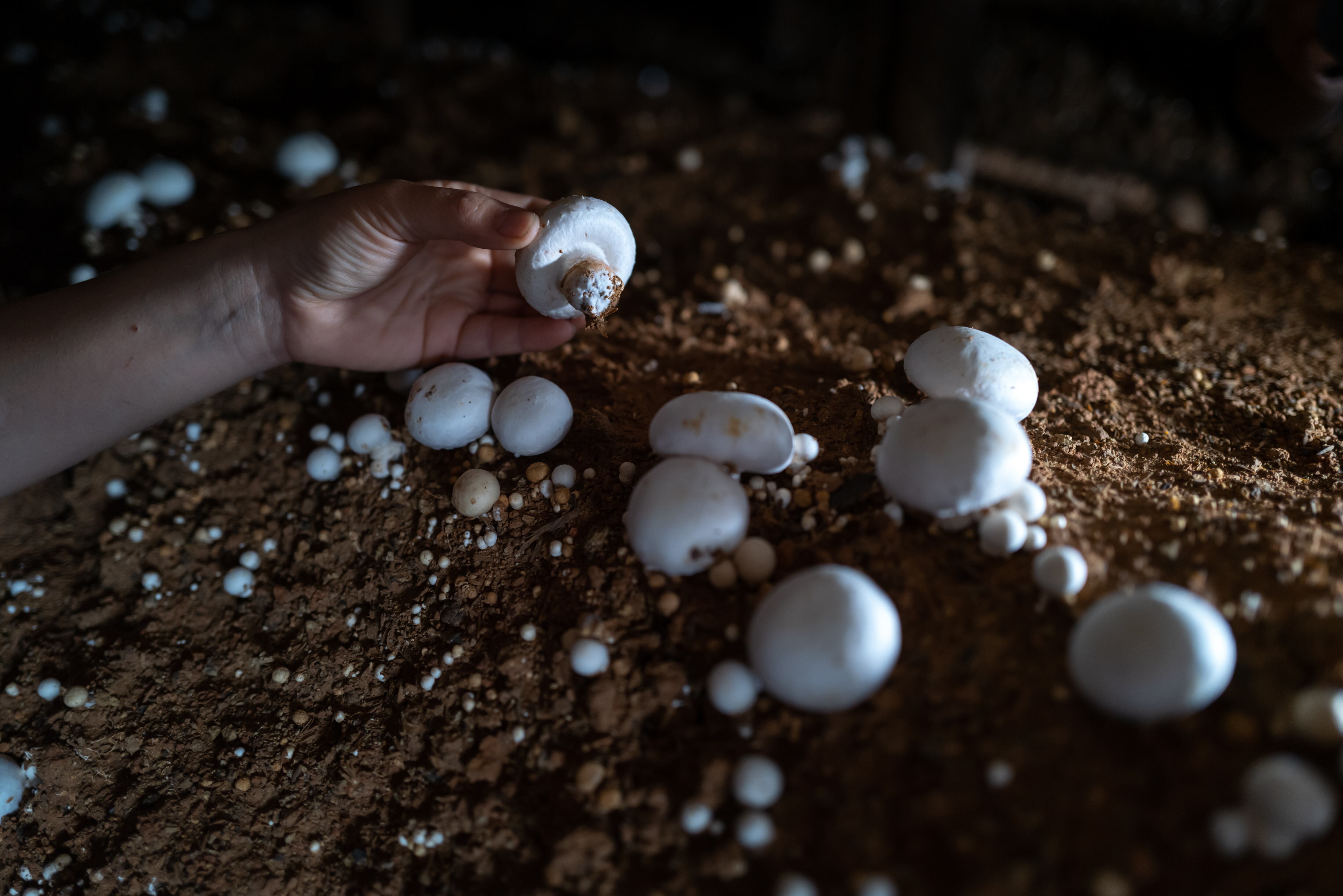 Champiñones - Getty Images