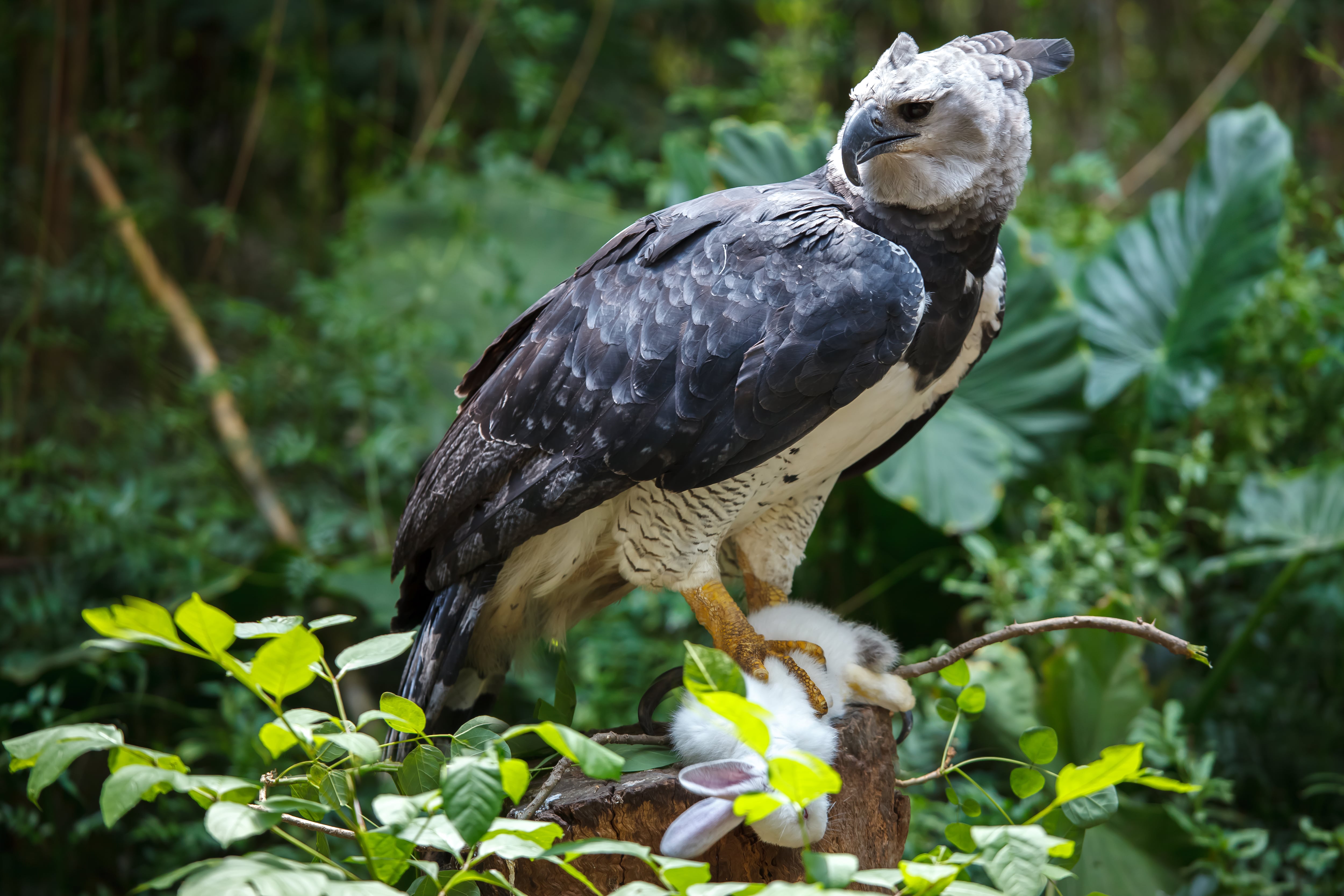 Águila Arpía. Foto: Getty Images.