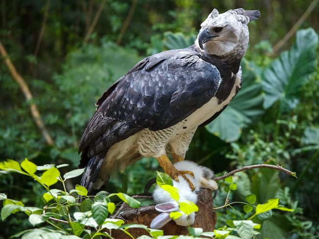 Águila Arpía. Foto: Getty Images.