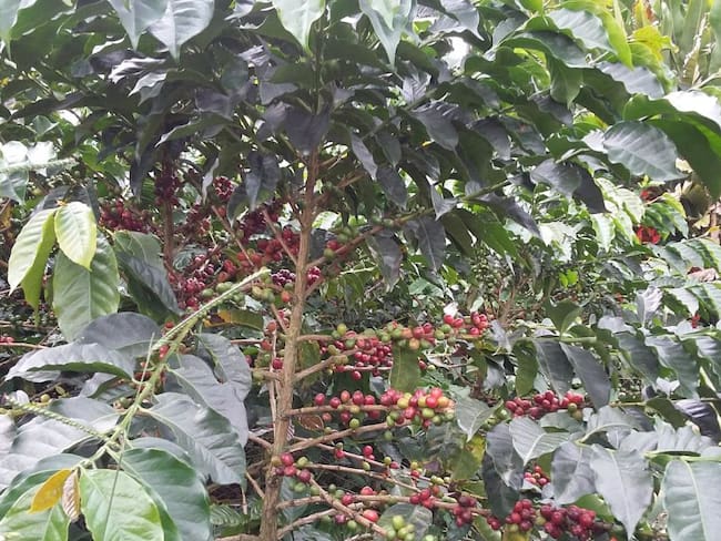 Cultivo de café en Caldas