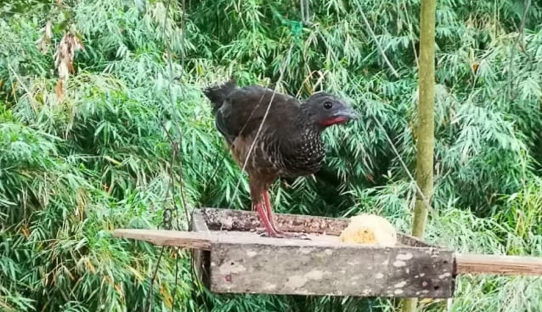 La fauna se abre paso gracias al aislamiento obligatorio en el Quindío
