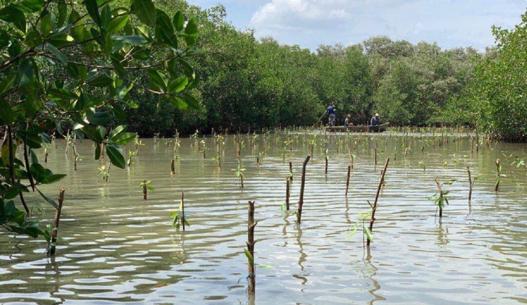 La restauración es adelantada por la Corporación Autónoma Regional del Canal del Dique (Cardique)