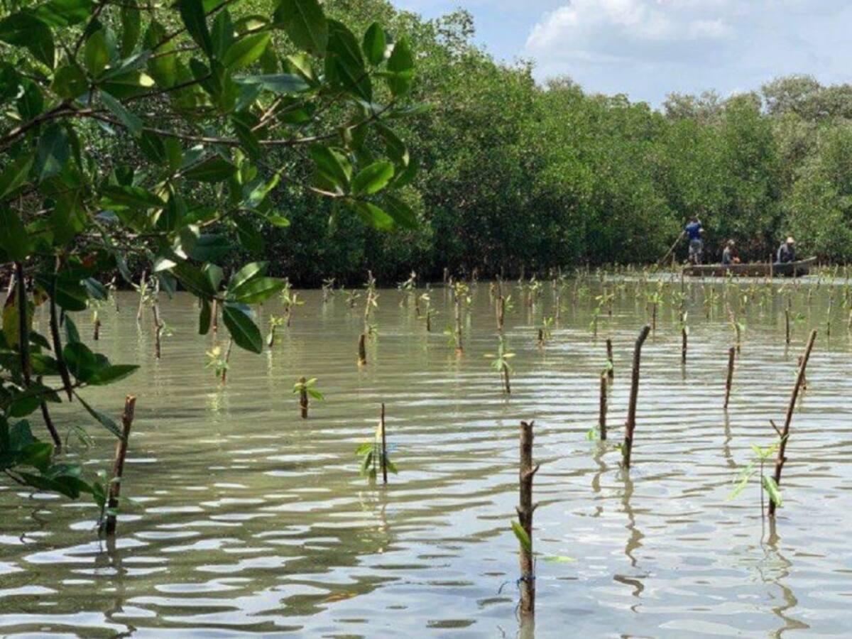Inició recuperación de 59,2 hectáreas de manglar en la Ciénaga de La Virgen