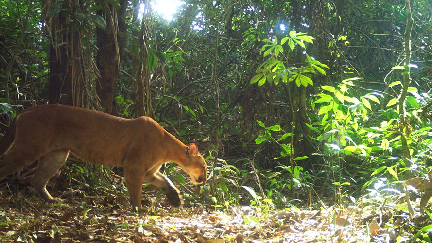 Primer proyecto de reducción de emisiones certificado en el Pantanal brasileño