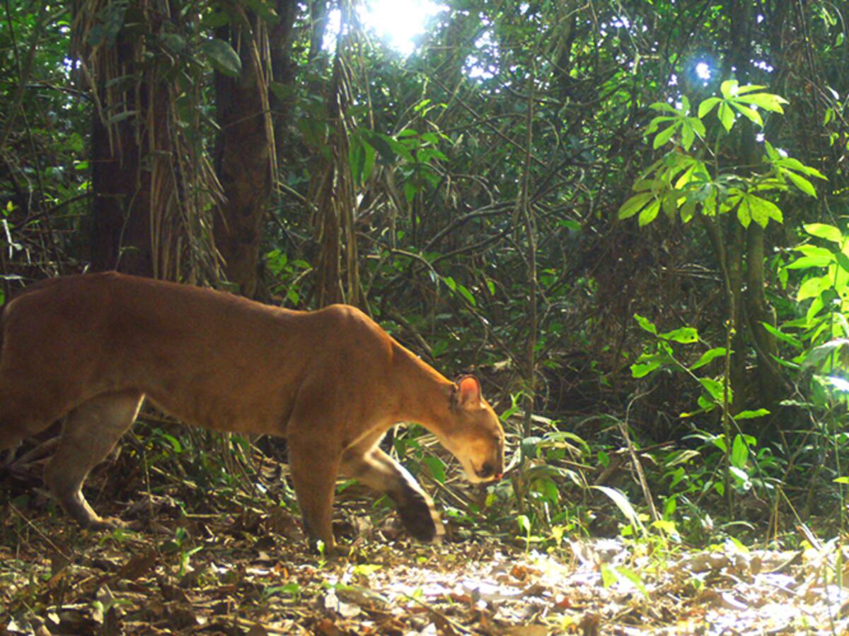Primer proyecto de reducción de emisiones certificado en el Pantanal brasileño