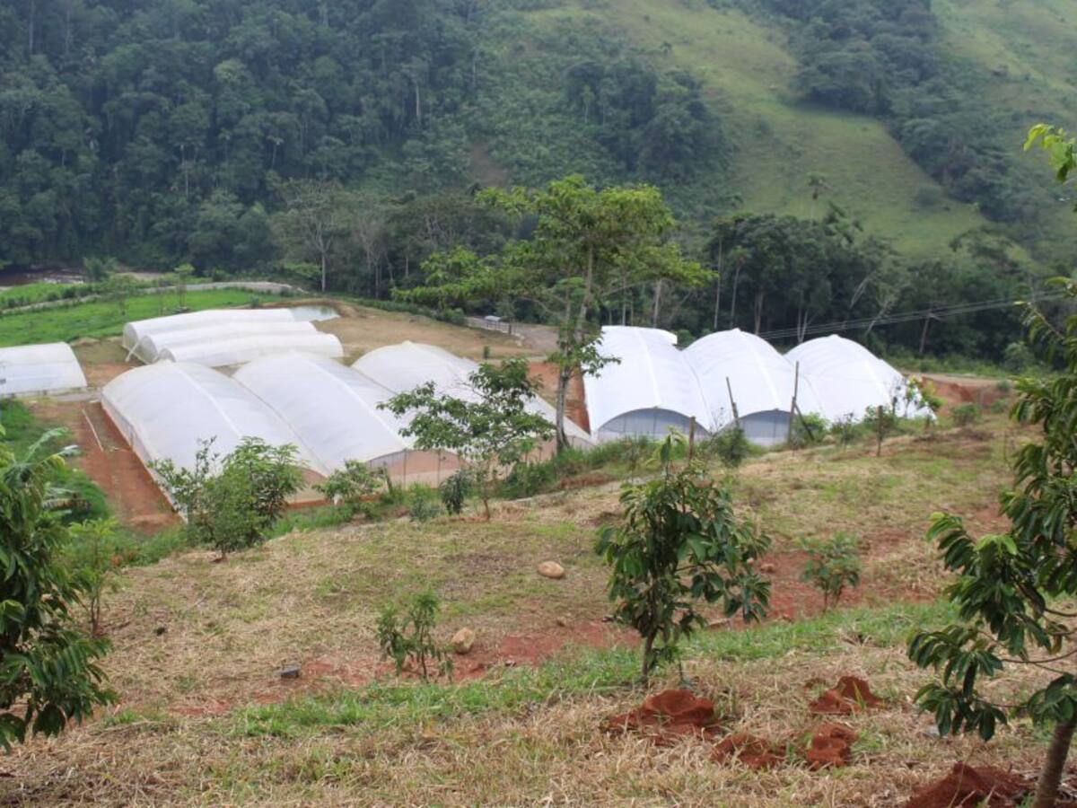 Aprueban nuevos proyectos colectivos de excombatientes