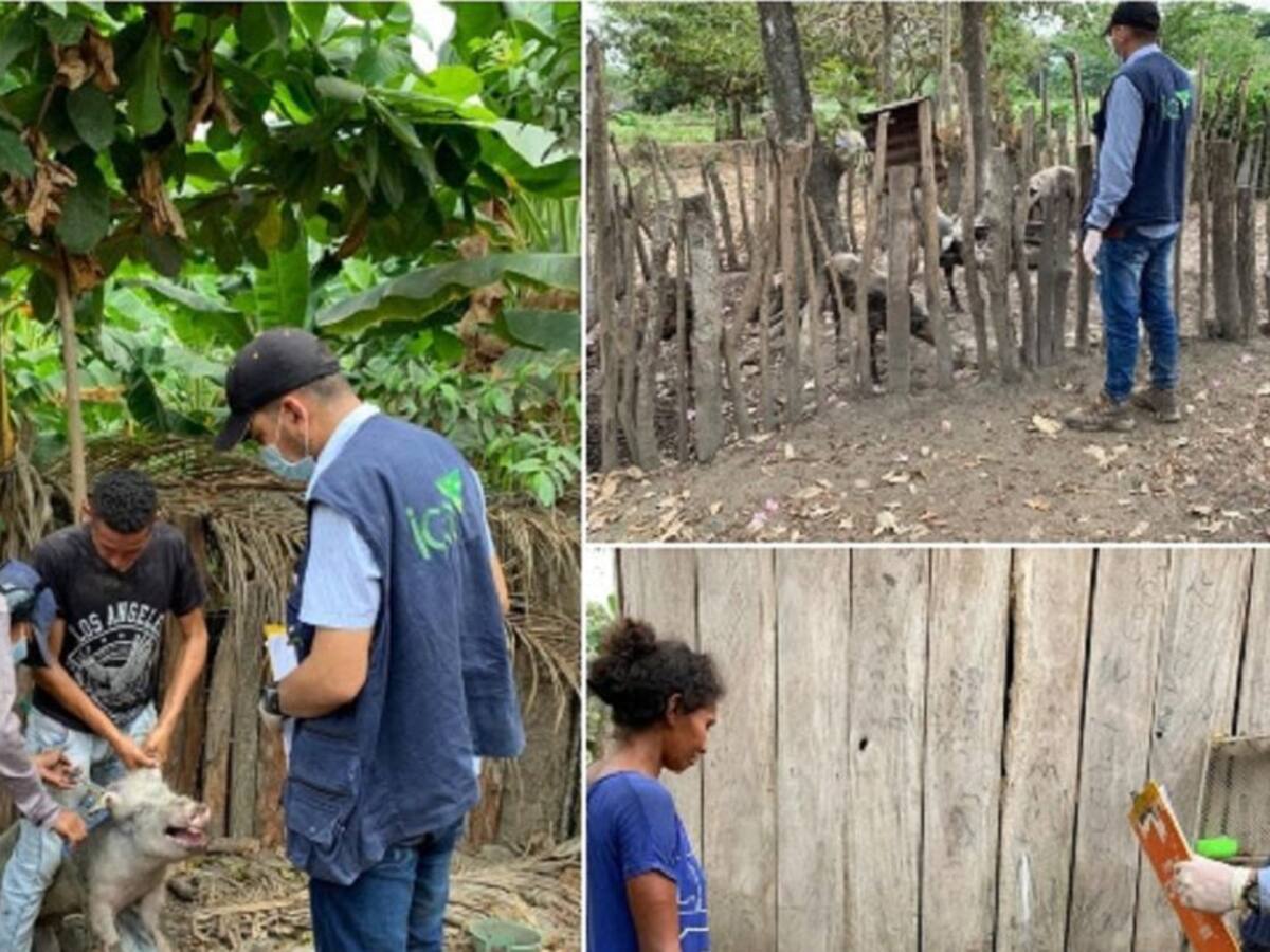En Bolívar, el ICA mantiene vigilancia para controlar peste porcina clásica