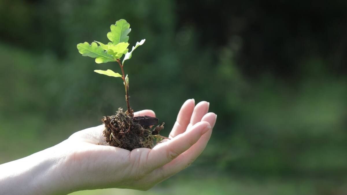 Foresta.bio para compensar nuestra huella de carbono