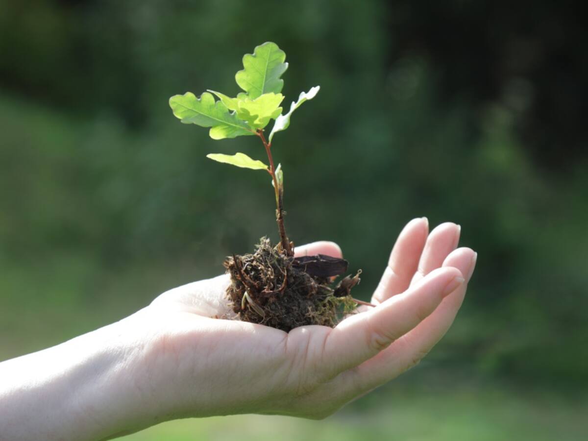 Foresta.bio para compensar nuestra huella de carbono
