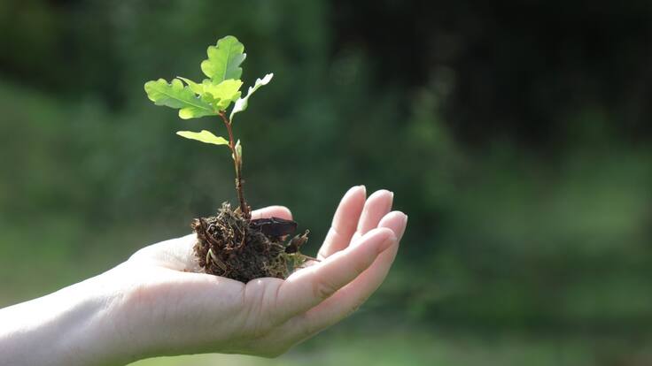 Foresta.bio para compensar nuestra huella de carbono
