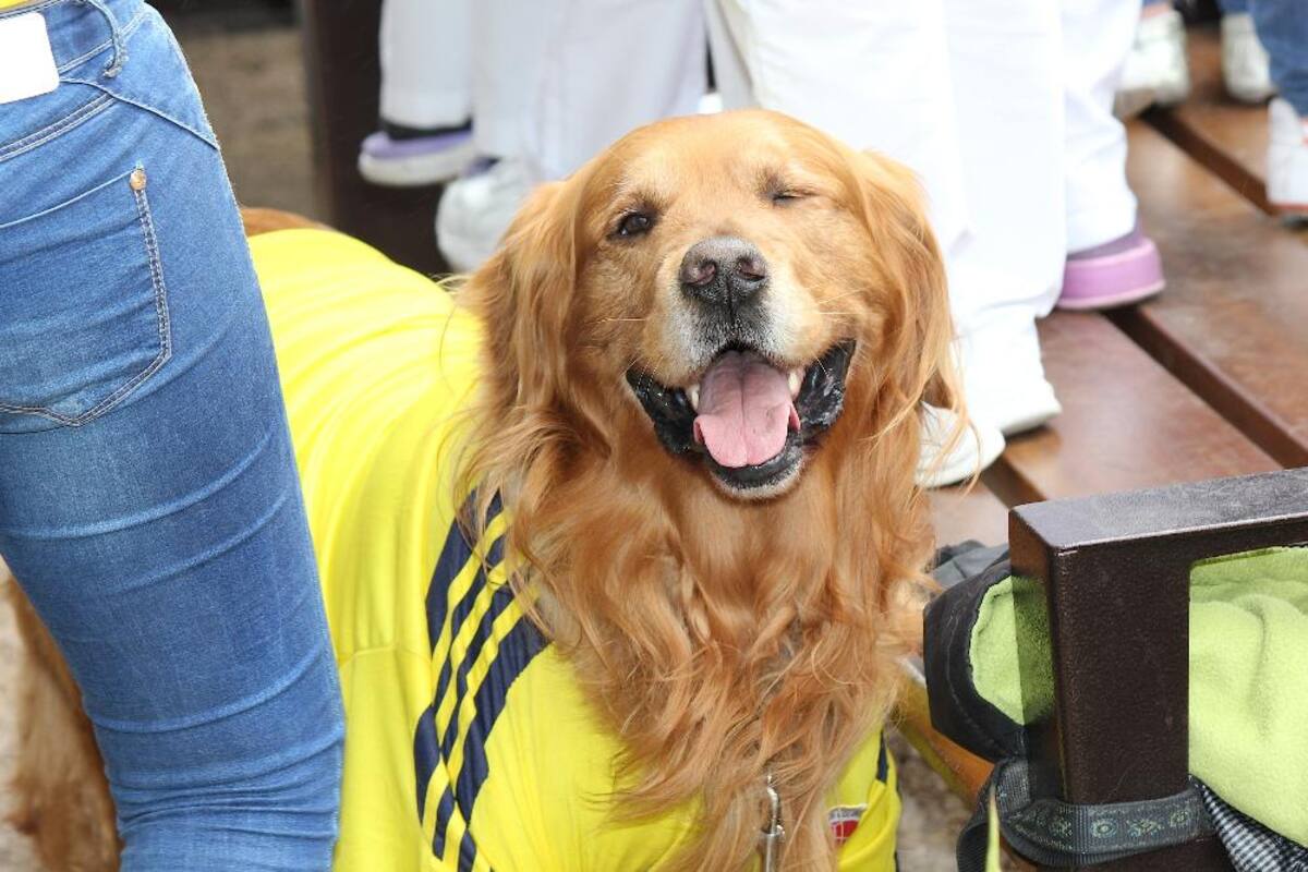 El elenco colombiano acaricia los octavos de final del Mundial Brasil 2014.