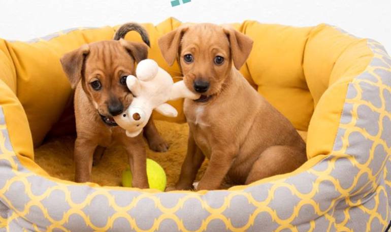 Pedigree Adoptame Colombia.