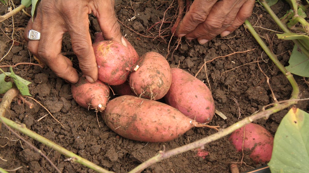La batata, deliciosa y nutritiva, vale la pena conocerla y consumirla