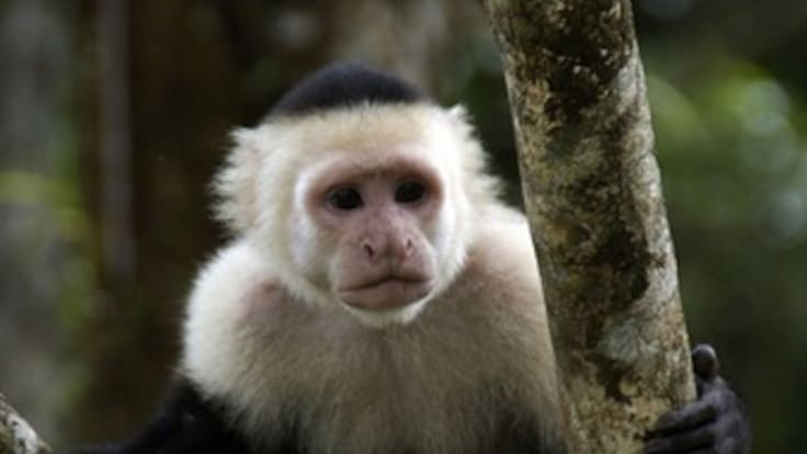 “Pepe”, el mico que estuvo a punto de ser sacrificado salvó su vida