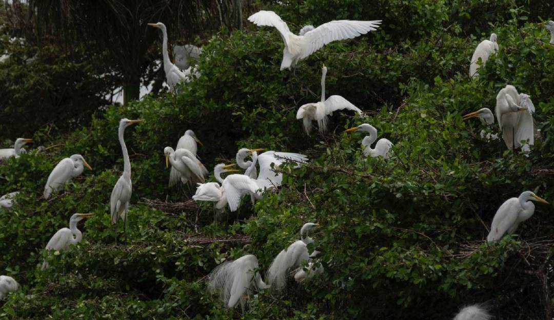 Aumentan observaciones de especies de animales en Colombia. Foto: Cortesía MinAmbiente. 