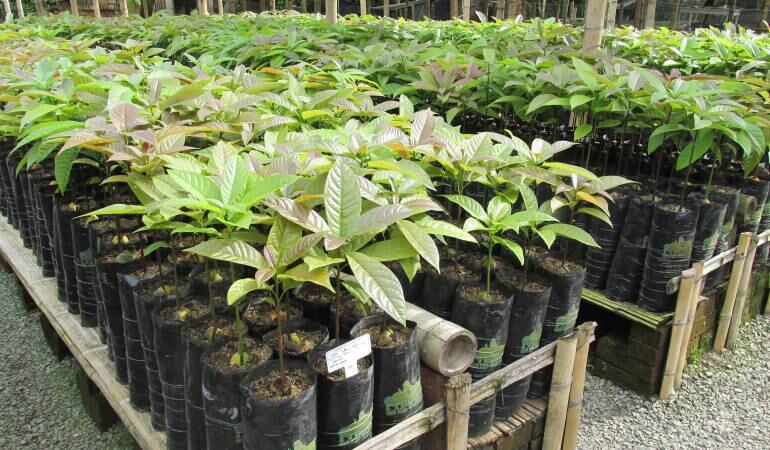 Viveros - material vegetal de propagación