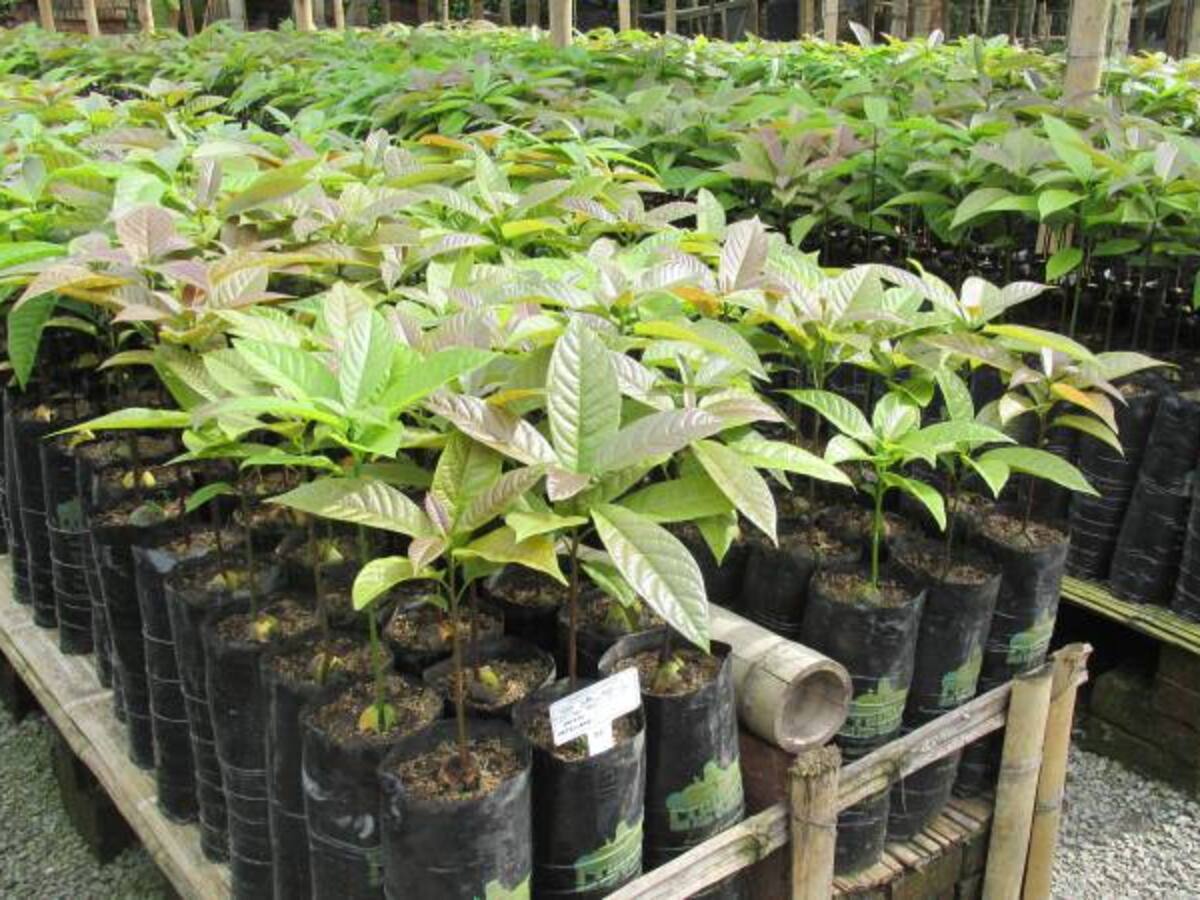 ICA pide estricto cumplimiento de las normas en viveros