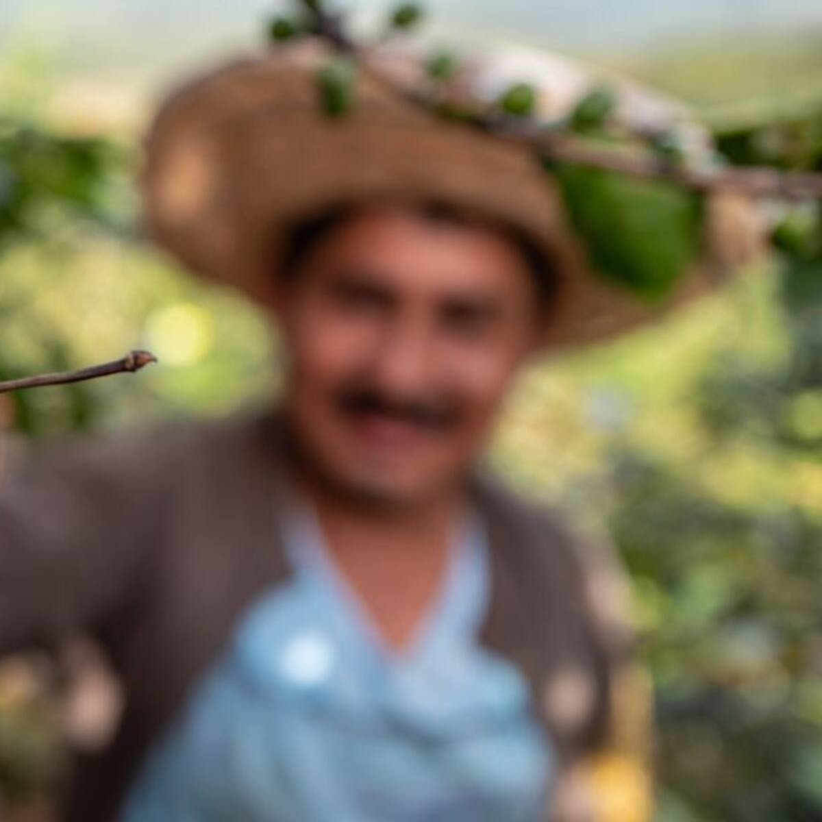 Las familias cafeteras del Valle celebran el repunte del precio del Café