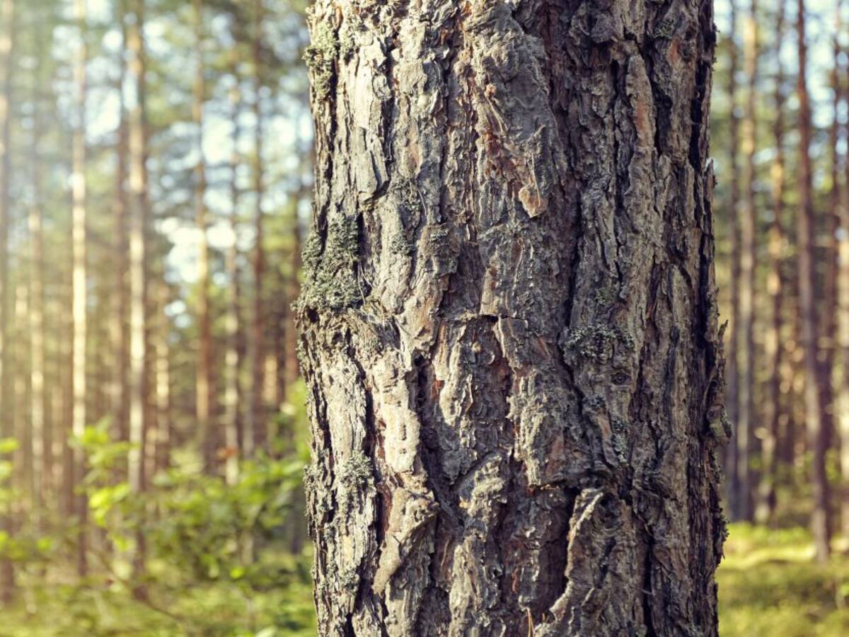 App ‘Contador de árboles’, en línea con siembra de 180 millones de árboles