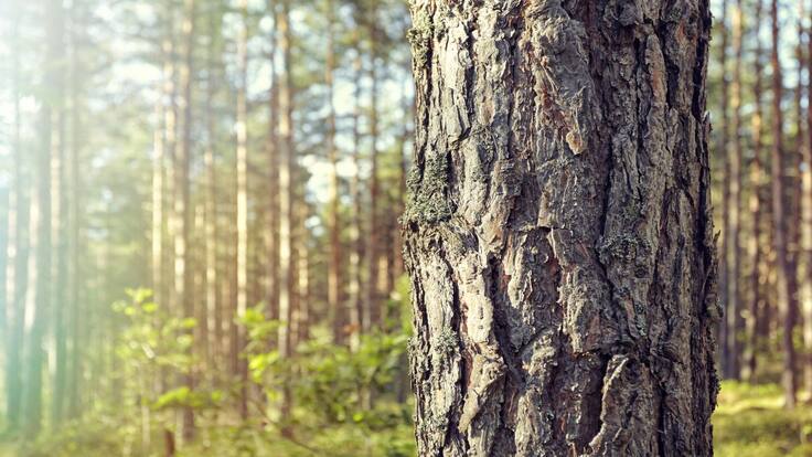 ‘Contador de árboles’, en línea con la siembra de 180 millones de árboles