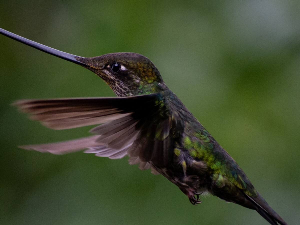 Llega Colombia Birdfair 2021 de manera virtual