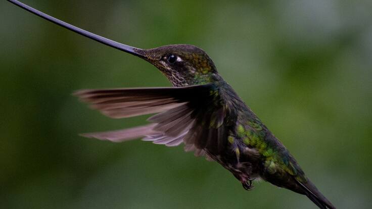 Llega Colombia Birdfair 2021 de manera virtual
