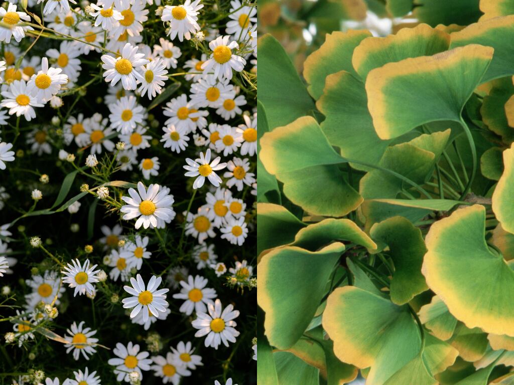 Plantas medicinales de Manzanilla y Ginkgo biloba (Fotos vía Getty Images)