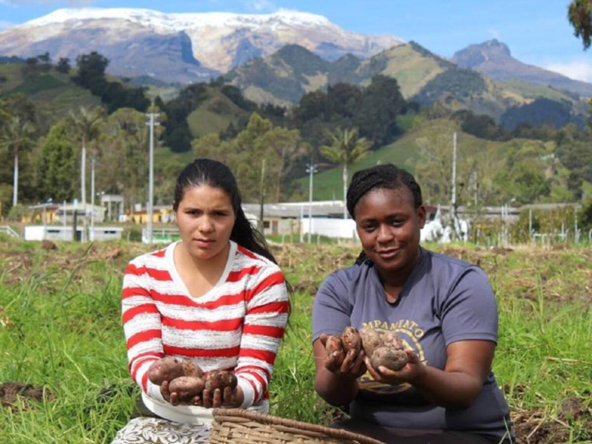 En Ibagué se preparan para la papatón