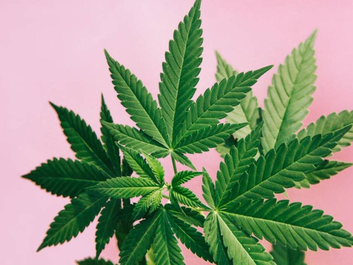 Congreso aprueba en primer debate proyecto para regularizar el Cannabis para adultos