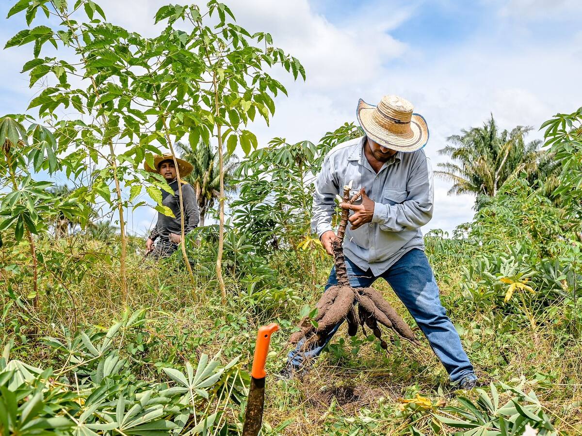 Con Brigadas Agrarias buscan ‘revolucionar’ la política del campesinado del Magdalena