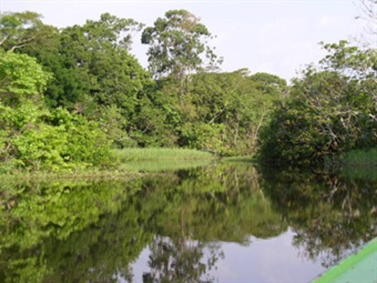 Descubren 25 nuevas especies de árboles en la Amazonía ecuatoriana