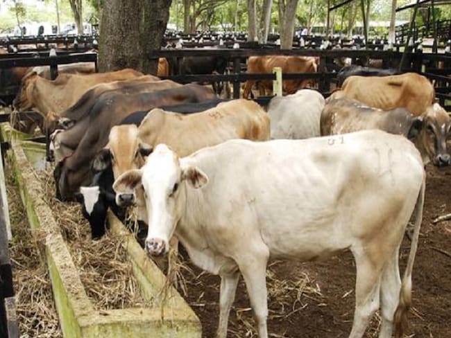 La sequía ha reducido en un 40% la producción láctea en el Caribe