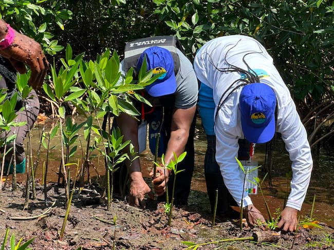 Este es el proyecto ambiental de Córdoba que atrajo a cinco países africanos. Foto: prensa Vida Manglar.