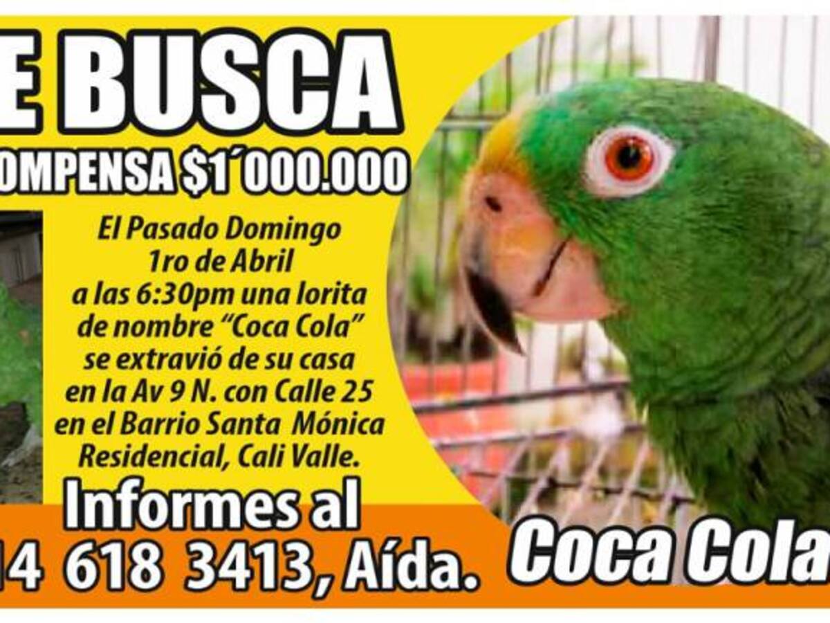 Un millón de pesos ofrecen en Cali por una lora que se perdió