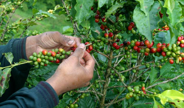 Listografía: Día internacional del Café