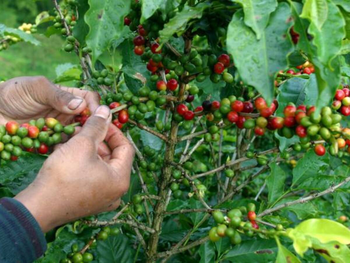En septiembre cae producción de café y exportaciones del grano