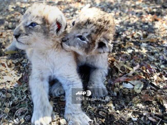 Nacen los primeros leones concebidos por inseminación artificial