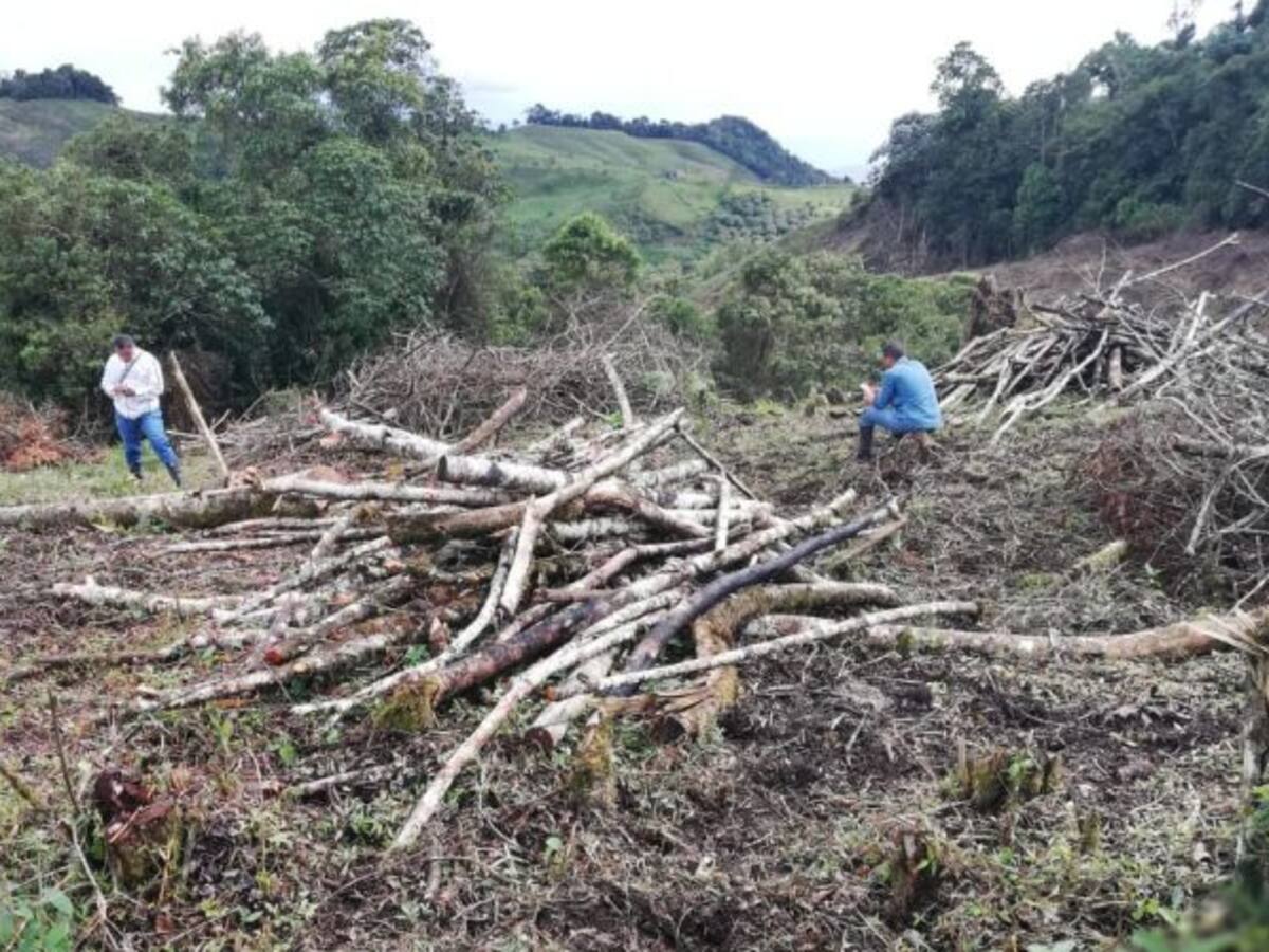 En Guatica capturan dos hombres que pretendían talar un bosque